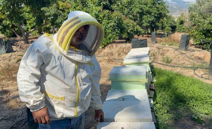 Kovanlarına ayı saldıran arıcı: "Bal falan kalmamış"