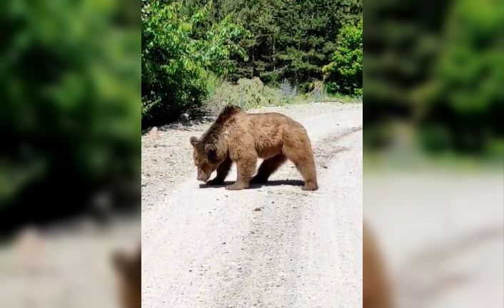 Köy yoluna inen boz ayı görüntülendi