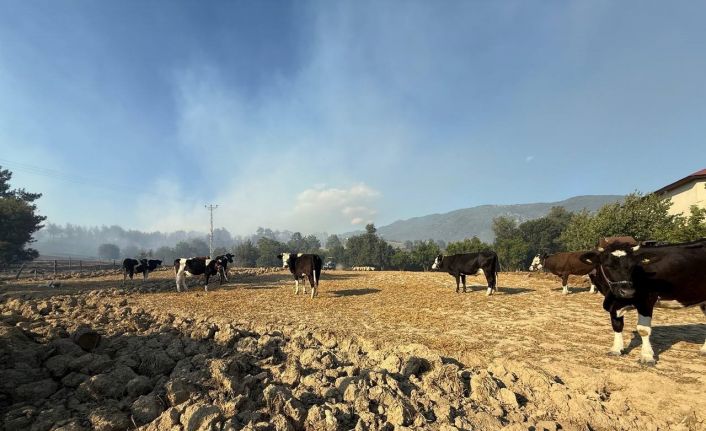 Kozan’daki orman yangınında çiftçiler, hayvanlarını korumak için mücadele etti