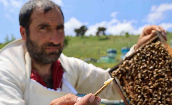 Kraliçe arının ömrünü uzatan şifa kaynağı, kilosu 45 bin liradan alıcı buluyor