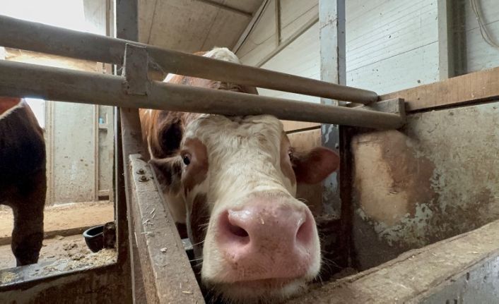 Kurban bayramı öncesi haraketlilik sürüyor