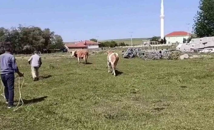 Kurbanlığın, sahibini terlettiği anlar cep telefonuyla anbean kaydedildi