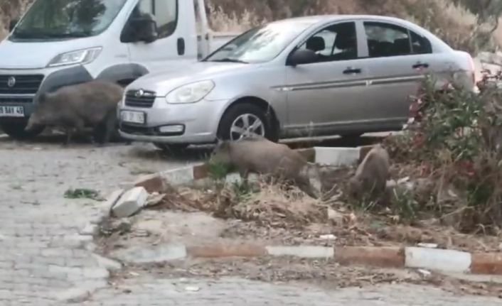 Kuşadası sokaklarında domuz istilası