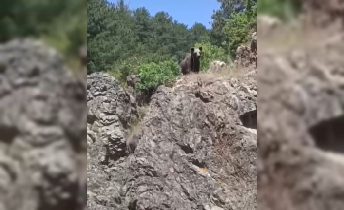 Kütahya’da ormanlık alanda ayı görüldü, gençler cep telefonlarına sarıldı