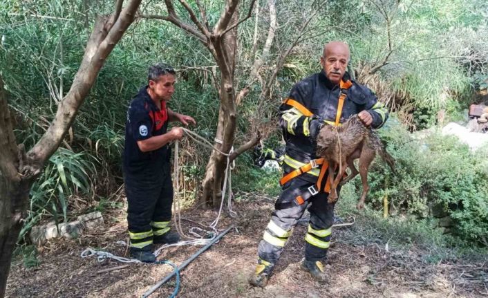 Kuyuya düşüp mahsur kalan çakal kurtarıldı