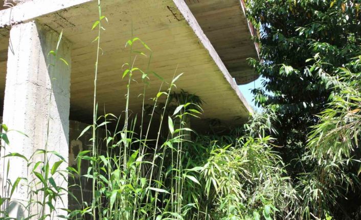 Mahalle sakininden kamış isyanı: "Bir kaç sene sonra köy kapanır"