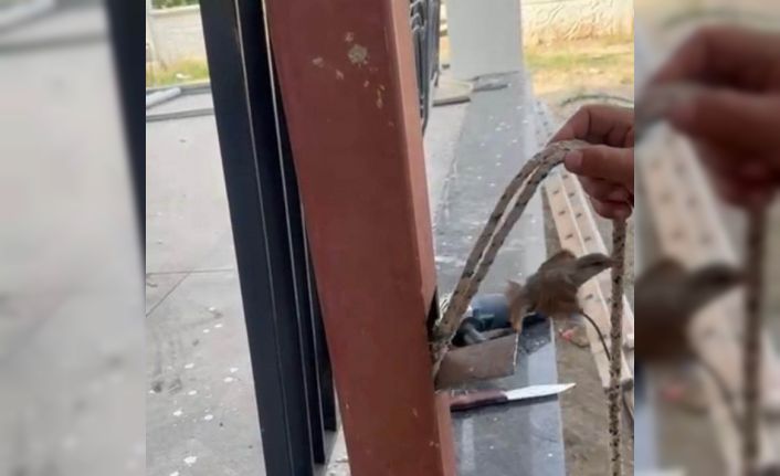 Mahsur kalan kuş demir direk kesilerek kurtarıldı