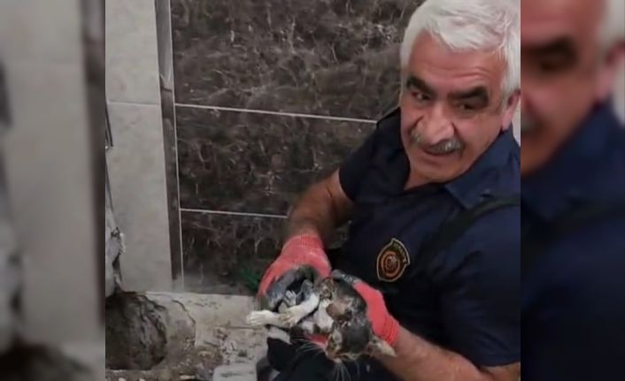 Malatya’da atık su hattına düşen yavru kedi kurtarıldı