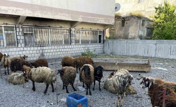 Malazgirt’te küçükbaş kurbanlıklar satışa çıkarıldı