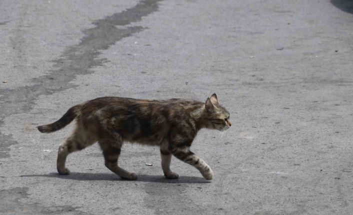 Mamaya alıştırılan kediler tembelleşti, şehirlerdeki fare ve yılan sayısı arttı