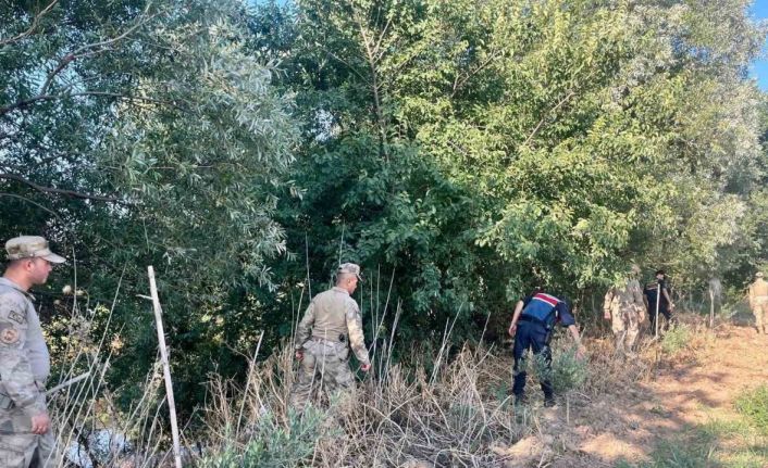 Manisa’da yasadışı kenevir ekim alanlarına sıkı denetim