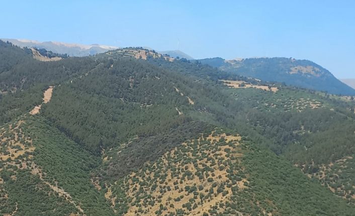 Manisa’daki orman yangını 2 saatte söndürüldü