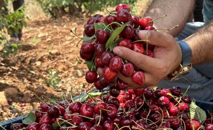 Mardin’de 17. Napolyon Kirazı Festivali düzenlendi