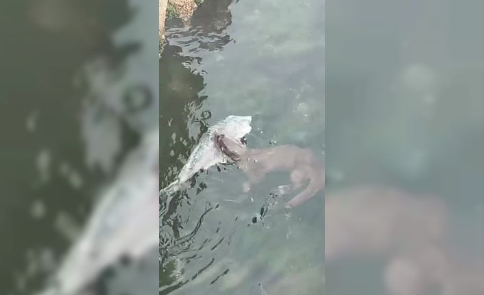 Marmara’da nadir görülen su samurları, Tekirdağ kıyılarında görüntülendi