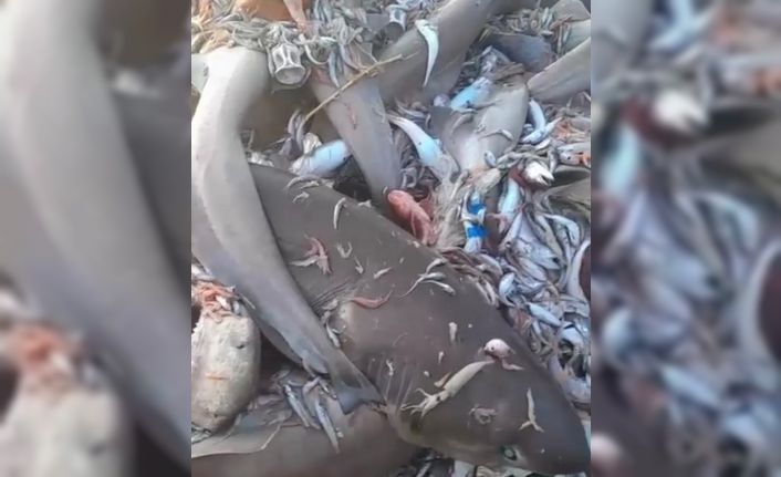 Mersin Valiliğinden köpek balığı açıklaması