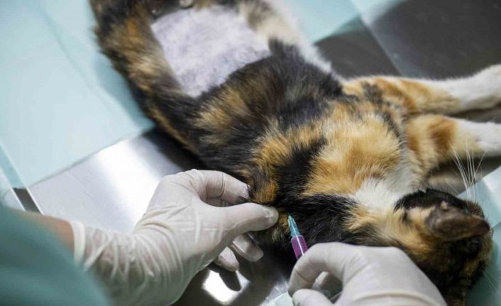Mersin’deki kedi popülasyonu kısırlaştırma merkezi ile dengeleniyor