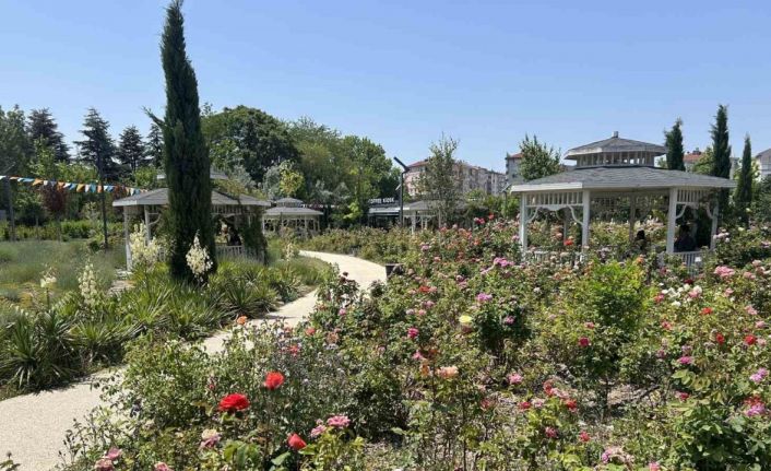 Millet Bahçesini güller sardı