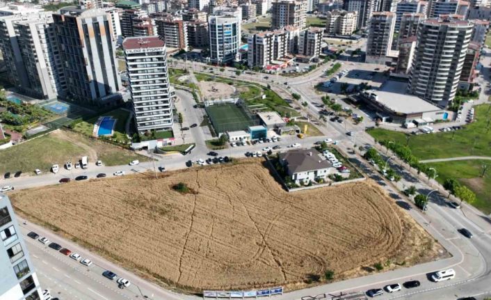 Milyon dolarlık lüks gökdelenlerin ortasında buğday hasadı