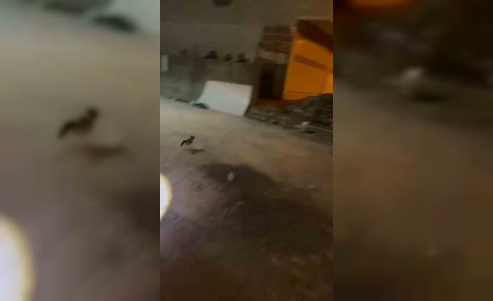 Minibüsün motoruna sıkışan kedi itfaiye ekiplerince kurtarıldı