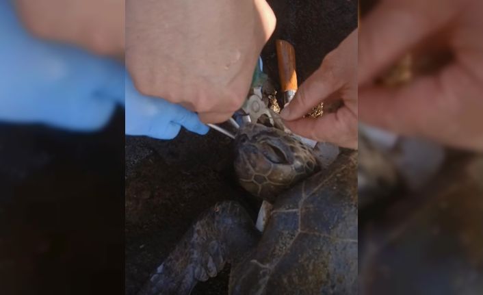 Misina yutan caretta ekiplerin müdahalesiyle hayata döndü