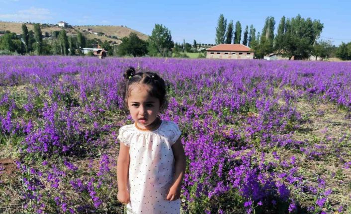 Mor renkli yabani otlar görsel şölen sunuyor