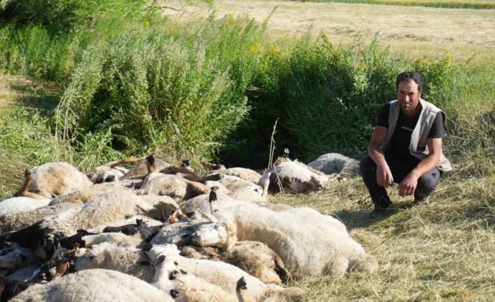 Muş’ta 150 koyun telef oldu