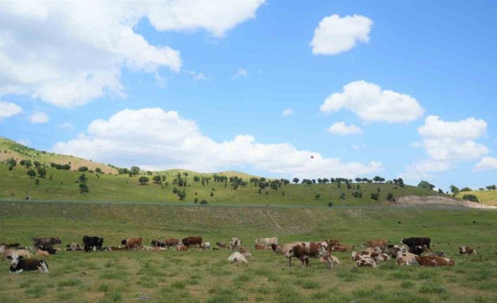 Muş’ta çoban krizi