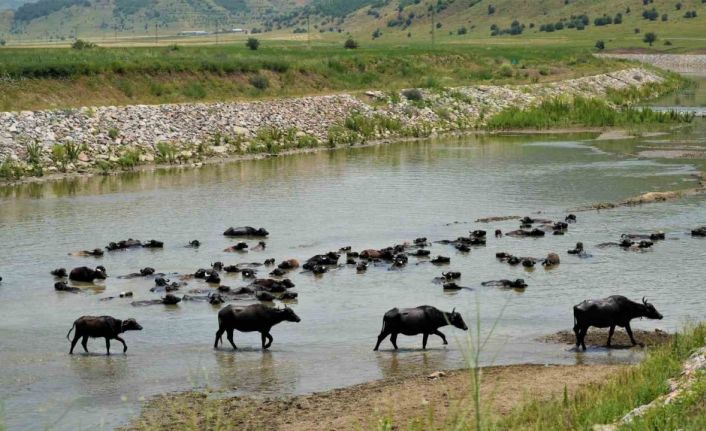 Muş’ta mandalar serin suya girerek hastalıklara karşı kendini koruyor