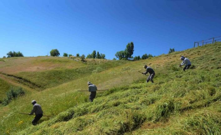 Muş’ta ot biçme sezonu başladı
