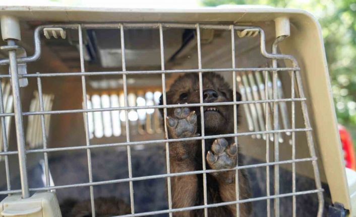 Muş’ta yaylada bulunan 4 kurt yavrusu koruma altına alındı