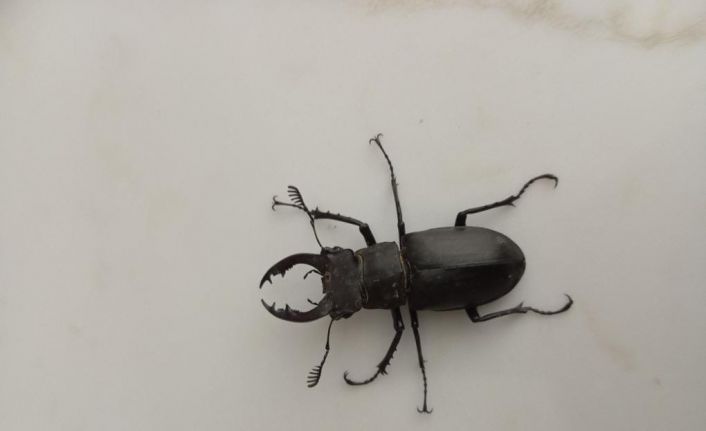 Nadir böcek türü geyik böceği Denizli’de görüldü