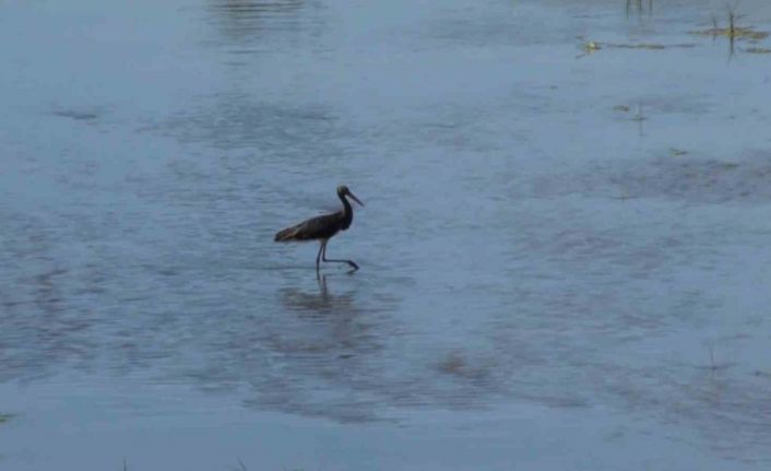Nadir görülen Kara leylek, Türkiye’nin en uzun nehrinde görüntülendi