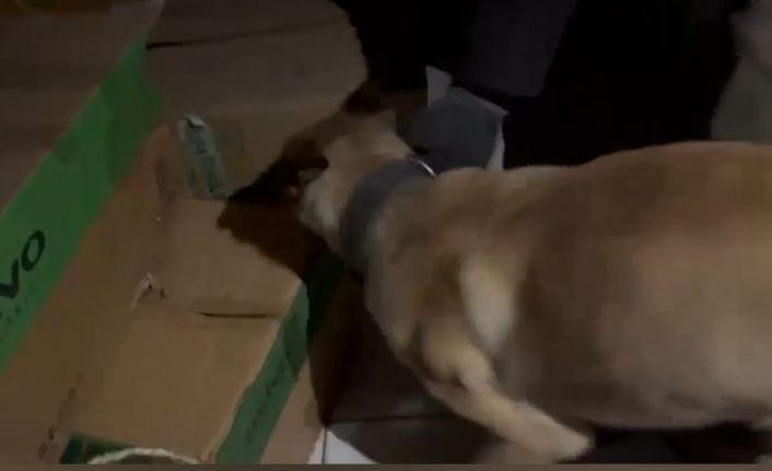 Narkotik köpeği ETA, zehir tacirlerine göz açtırmıyor