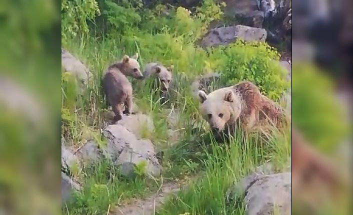 Nemrut Kalderası’nın maskot ayıları yeniden ortaya çıktı