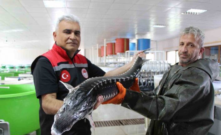 Nesli tehlike altındaki sivriburundan sadece 150 tane kaldı, Amasya’da 100 bin yavru balık üretimi planlanıyor