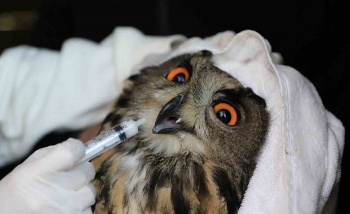 Nesli tehlike altındaki yaralı puhu, tedavinin ardından doğaya salındı