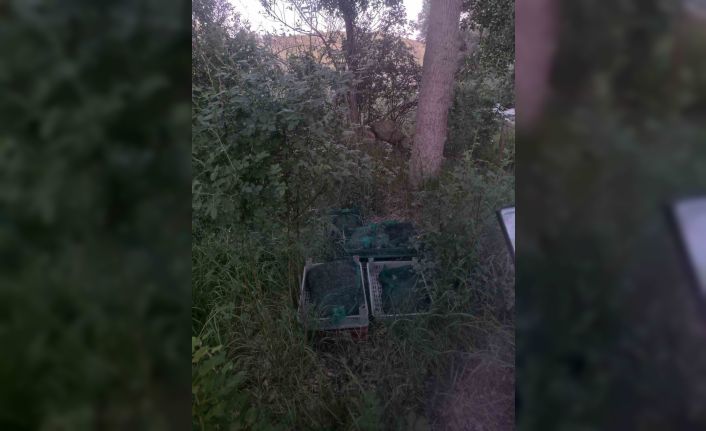 Niğde’de kurbağa kaçakçıları yakalandı: 133 kilo canlı kurbağa ele geçirildi