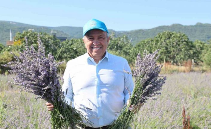 Nilüfer’de lavanta hasadı başladı