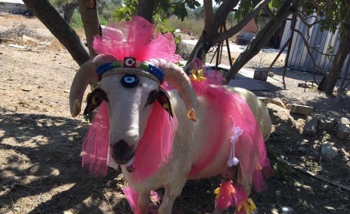 Nişanlıya süslü koç hediyesi