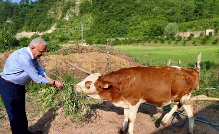 Ordu’da besicilerin yüzünü güldürüp, verimi arttıran destek