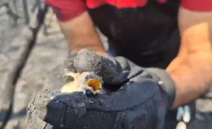 Orman yangınında hayatta kalan kuş böyle kurtarıldı