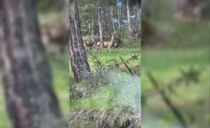 Ormanlık alanda karacalar görüntülendi