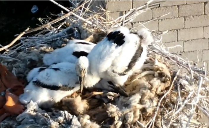 Özalp’ta soğuklara direnen leylekler yavruladı