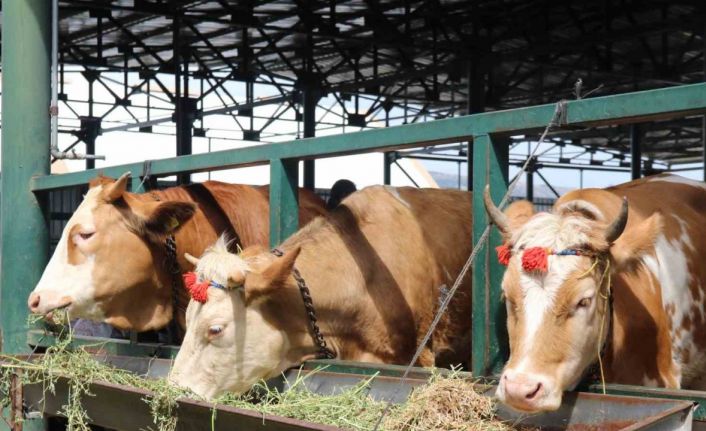 (ÖZEL) Pazarlıklar kızıştı, kimisi "çok uygun" dedi kimisi "kuru kalabalık" dedi
