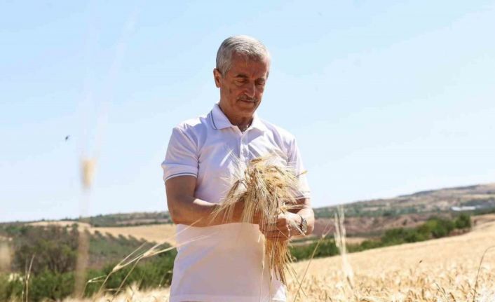 Şahinbey Belediyesi’nin dağıttığı arpalarda hasat sevinci yaşanıyor