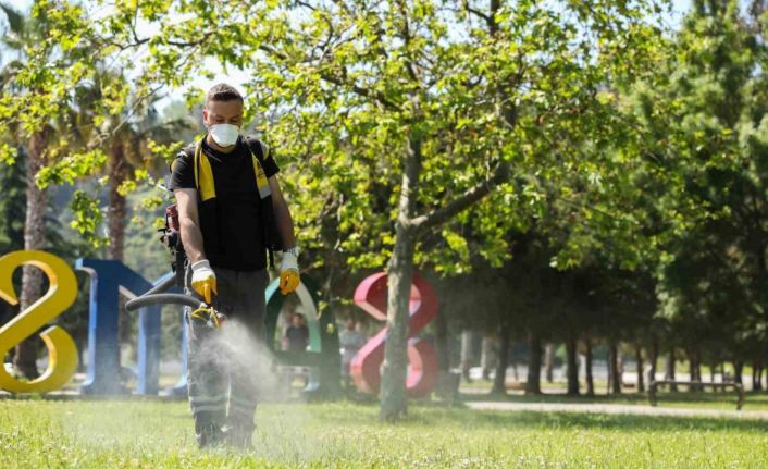 Samsun’da kenelere karşı ilaçlama seferberliği