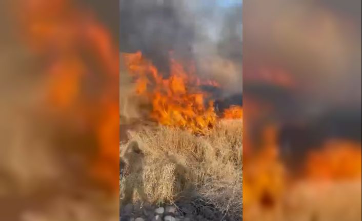 Şanlıurfa’da buğday tarlası küle döndü