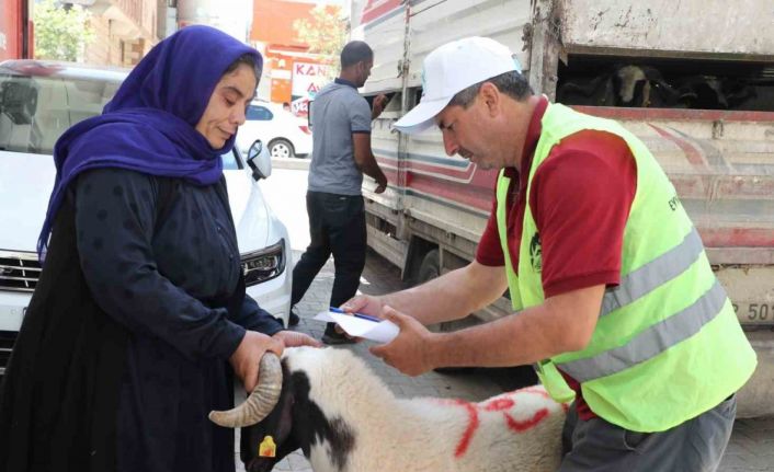 Şanlıurfa’da yetim ailelere canlı kurbanlık dağıtıldı