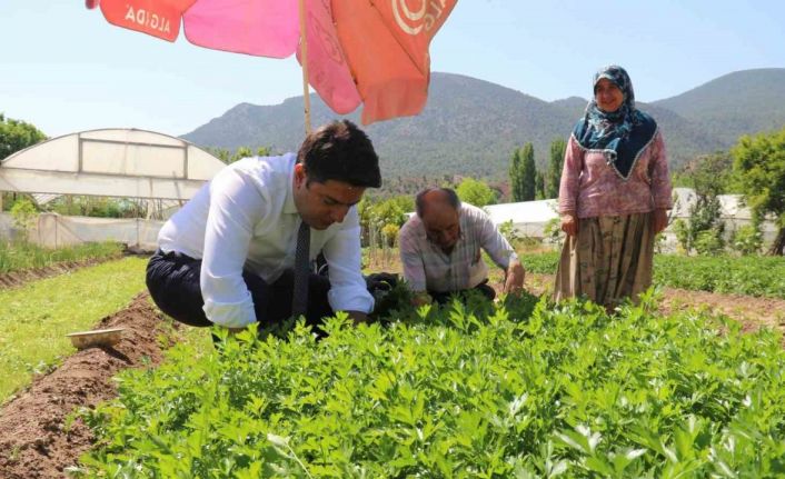 Sarıcakaya Kaymakamı kolları sıvayıp hasat için tarlaya girdi