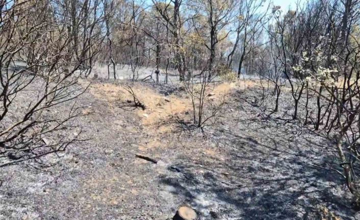 Şarköy’de çıkan orman yangını havadan ve karadan müdahaleyle kontrol altına alındı